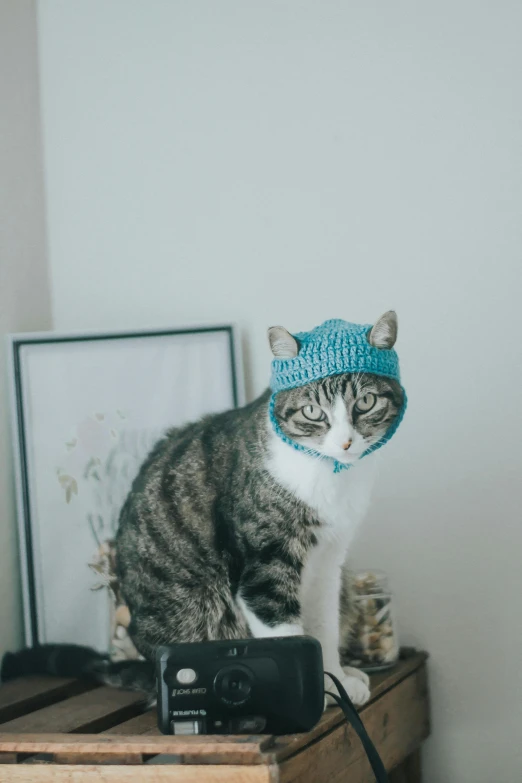 a cat sitting on top of a wooden table, wearing teal beanie, ((blue)), humble, indoor