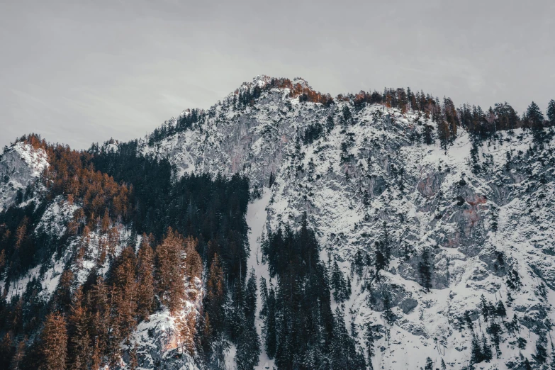 a mountain covered in snow next to a forest, steep cliffs, unsplash photography, brown, grey