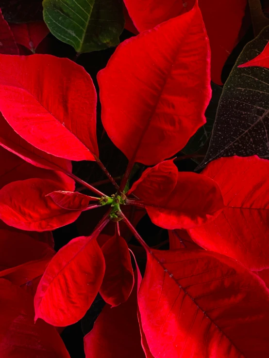 a close up of a red poinsettia plant, by Carey Morris, pexels contest winner, black on red, vibrant glow, multi-part, vivid)