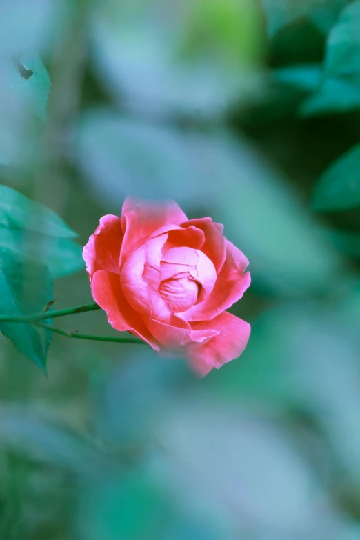 a close up of a pink rose with green leaves, by Jan Rustem, unsplash, medium format. soft light, with red haze, blue, slide show