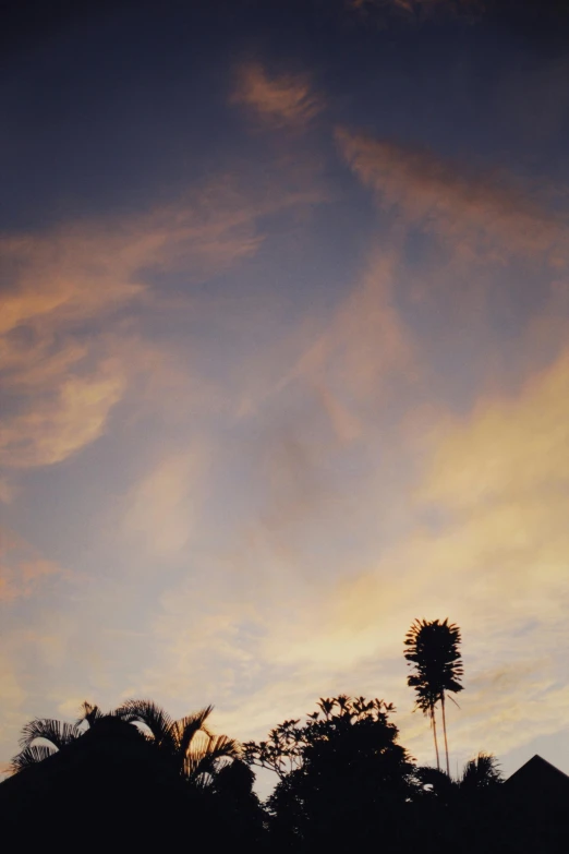 a couple of palm trees sitting on top of a lush green hillside, a picture, unsplash, romanticism, hazy sunset with dramatic clouds, thistle, soft light - n 9, seen from below