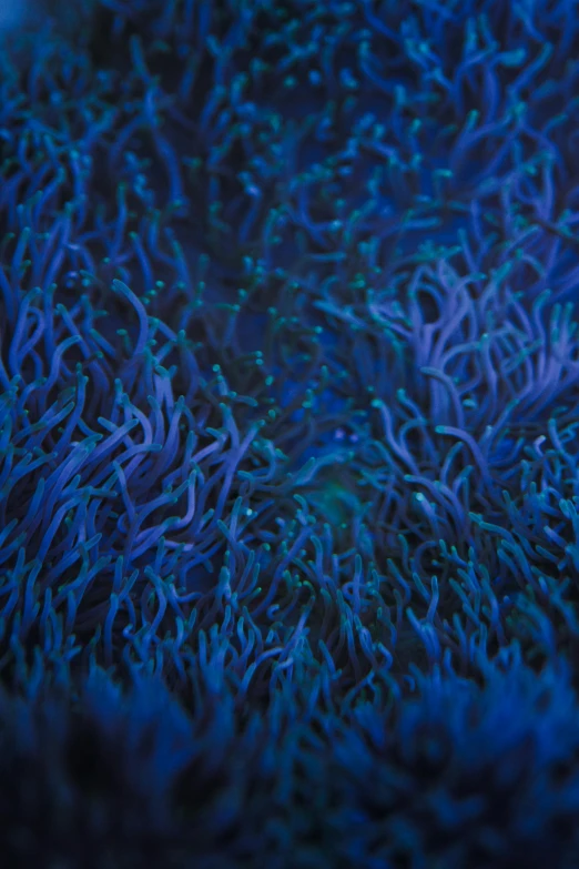 a close up of a blue sea anemone, an ultrafine detailed painting, by Greg Staples, conceptual art, dense lush forest at night, harmony of neon glowing coral, slightly pixelated, indigo