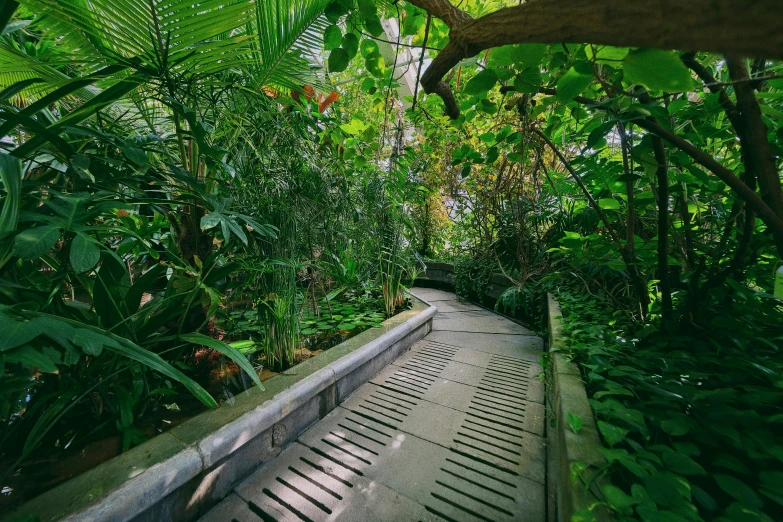 a walkway in the middle of a lush green forest, an album cover, inspired by Thomas Struth, unsplash contest winner, environmental art, tropical houseplants, gardens and fountains, atrium, mystical kew gardens
