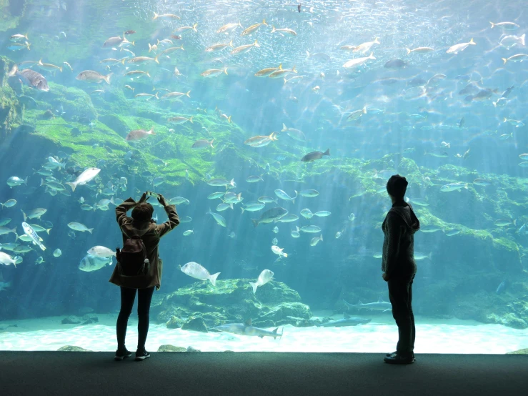 two people standing in front of a large aquarium, by Rachel Reckitt, unsplash contest winner, 2 5 6 x 2 5 6 pixels, beautiful day, giant screens, filled with fauna