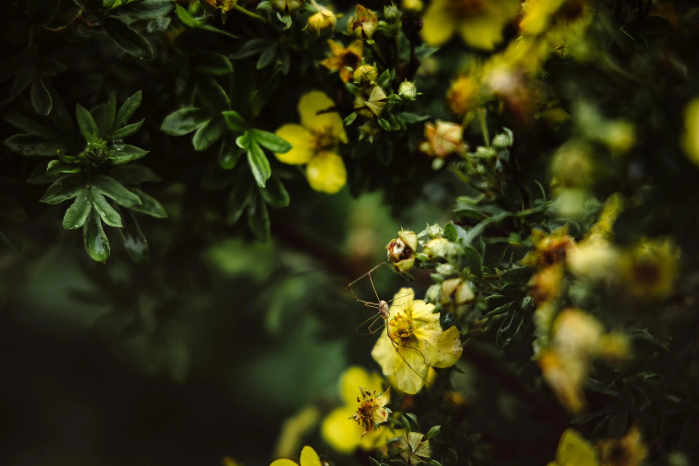 a close up of a plant with yellow flowers, a macro photograph, unsplash, hurufiyya, portrait of an insectoid, manuka, overcast! cinematic focus, instagram photo