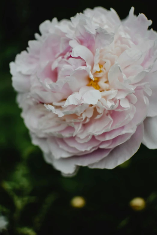 a pink flower sitting on top of a lush green field, award-winning crisp details”, persian queen, pale as marble, peony