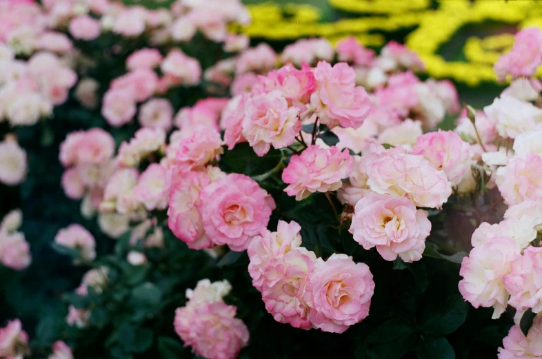 a bunch of pink and white flowers in a garden, an album cover, unsplash, taken with kodak portra, crown of mechanical peach roses, no cropping, shot on sony a 7 iii