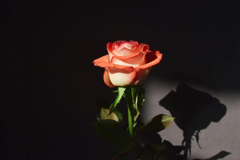 a single rose sitting on top of a table, inspired by Elsa Bleda, pexels contest winner, standing with a black background, light red and orange mood, instagram post, unedited