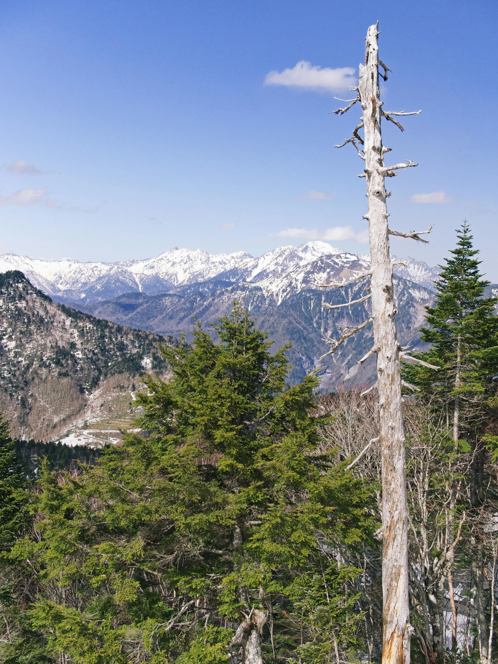 a view of the mountains from the top of a mountain, sōsaku hanga, dead tree forest, slide show, gigapixel photo, mount olympus