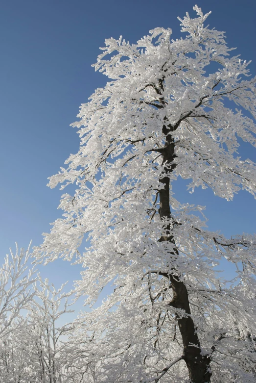 a snow covered tree in front of a blue sky, inspired by Édouard Detaille, romanticism, wearing ice crystals, white, detmold, brown