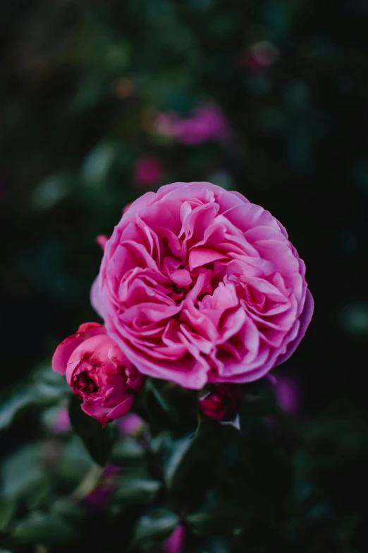 a pink rose blooming in a garden, by Austin English, unsplash, moody details, color image, full frame image, crimson