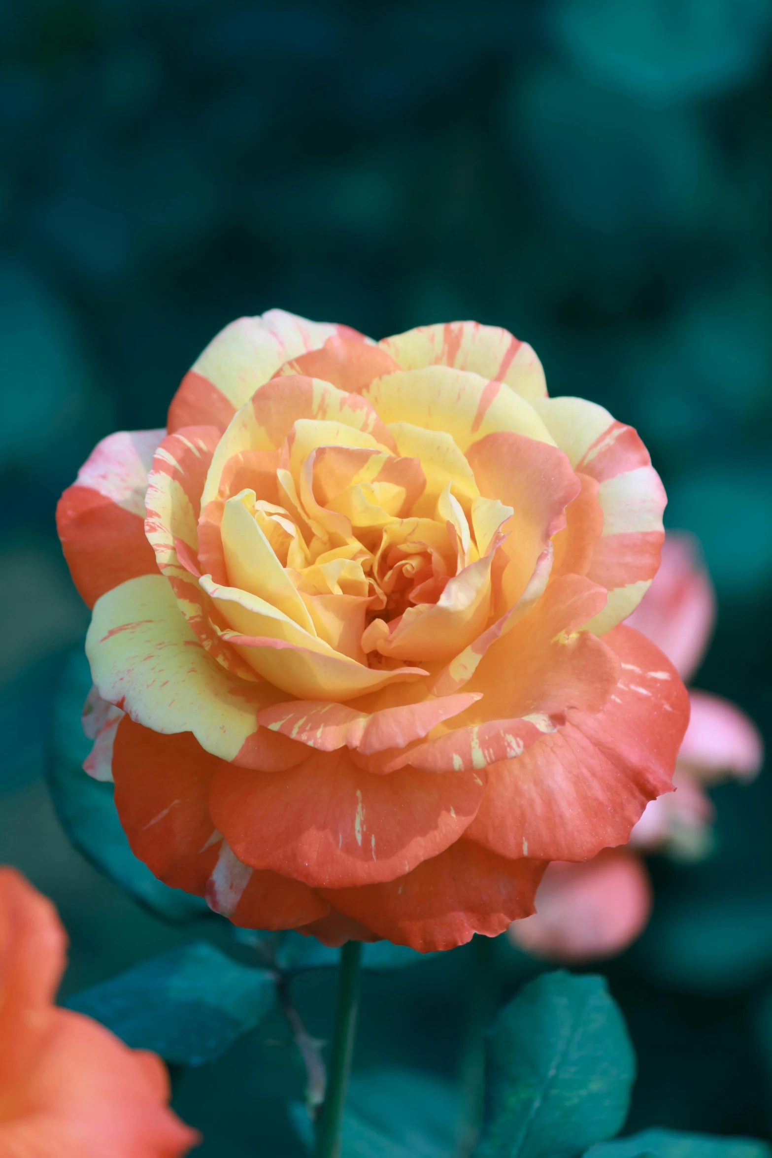 a close up of a flower on a plant, pastel roses, striped orange and teal, faded red and yelow, slide show