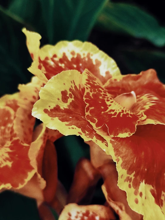 a close up of a red and yellow flower, huge flame fantasy plant, their irises are red, mottled coloring, photographed on colour film