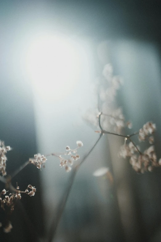 a close up of a plant with water droplets on it, unsplash, light and space, ethereal back light, branches and twigs, glowing flowers, paul barson