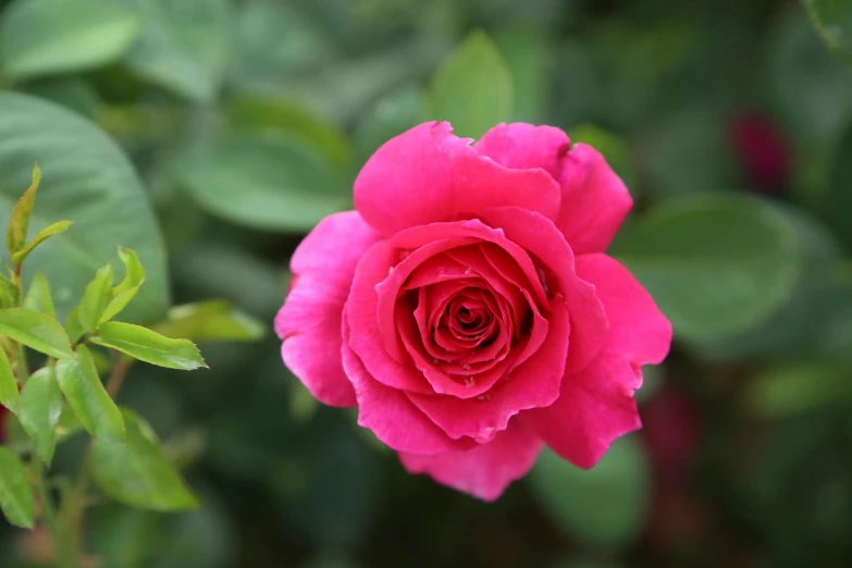 a close up of a pink rose with green leaves, unsplash, rich deep pink, single, various posed, shot on sony a 7
