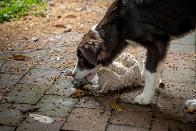 a dog sniffing a stuffed animal on the ground, by Alexander Brook, unsplash, process art, wet clay, border collie, bone and ivory, goose