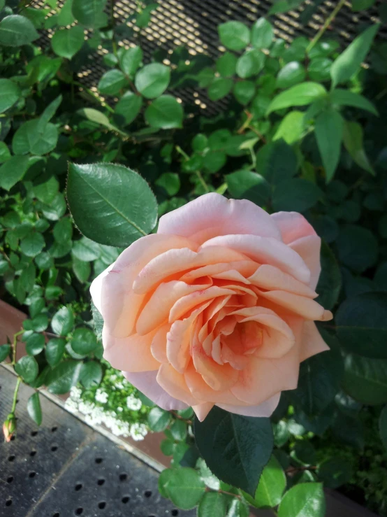 a close up of a flower in a pot, sitting in the rose garden, (light orange mist), 👰 🏇 ❌ 🍃, in tokio
