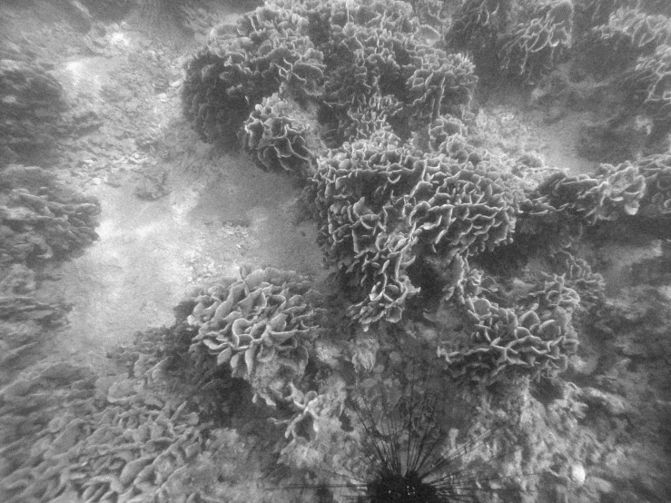 a black and white photo of a coral reef, a black and white photo, aged 13, dendrites, warm shading, help me