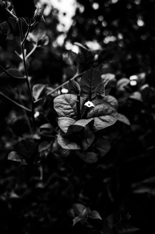 a black and white photo of a flower, by Yerkaland, covered in vines, ((portrait)), heavy filmgrain, made of leaves
