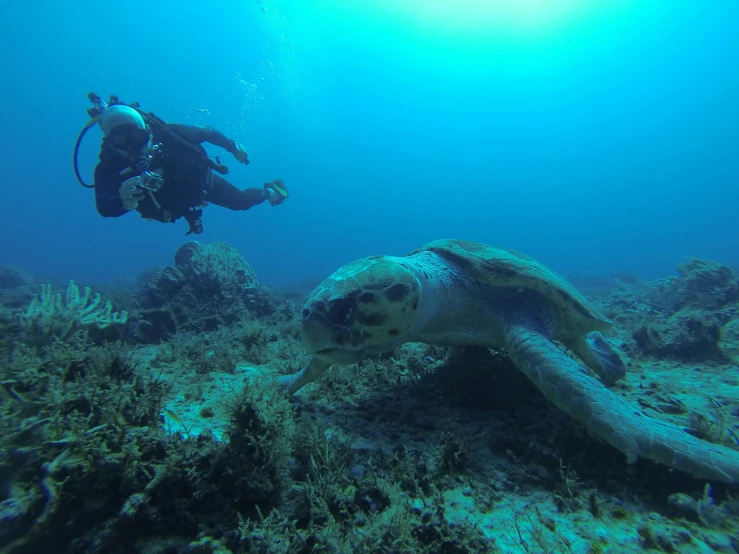 a person diving with a turtle in the ocean, hurufiyya, in spain, reefs, behind the scenes photo