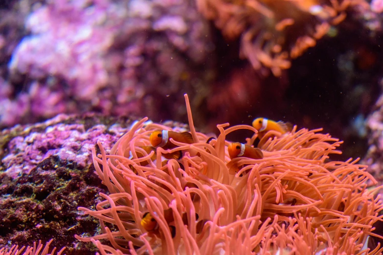 a couple of clown fish in a sea anemone, reddit, romanticism, avatar image