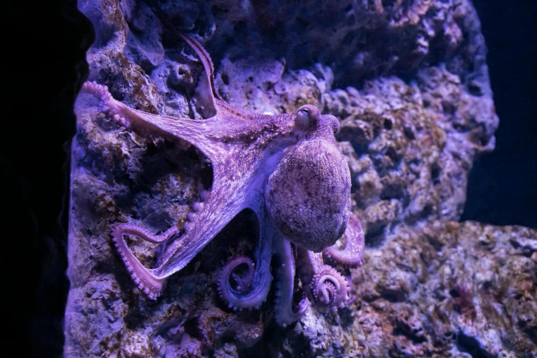 a close up of an octopus on a rock, unsplash, hurufiyya, a purple fish, okinawa churaumi aquarium, taken in the early 2020s, instagram picture