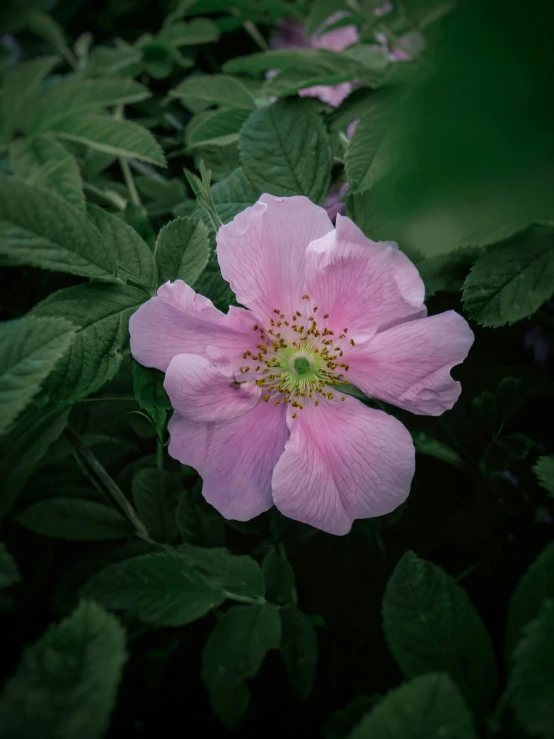 a close up of a pink flower with green leaves, inspired by Charlotte Nasmyth, unsplash, medium format, color image, rose-brambles, medium format color photography