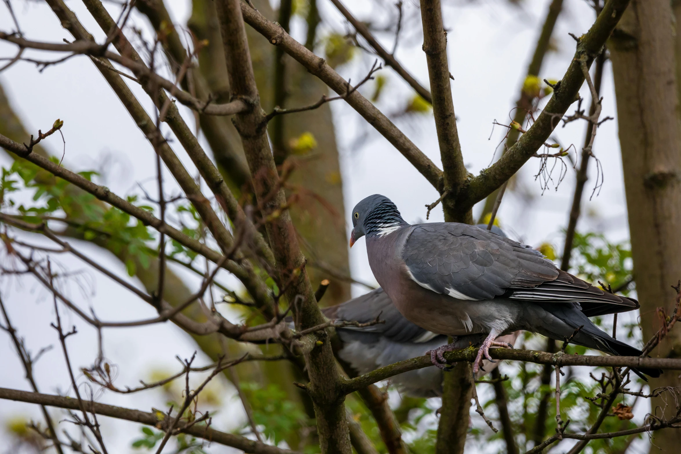 a couple of birds sitting on top of a tree, a portrait, unsplash, mystical kew gardens, pigeon, slide show, older male