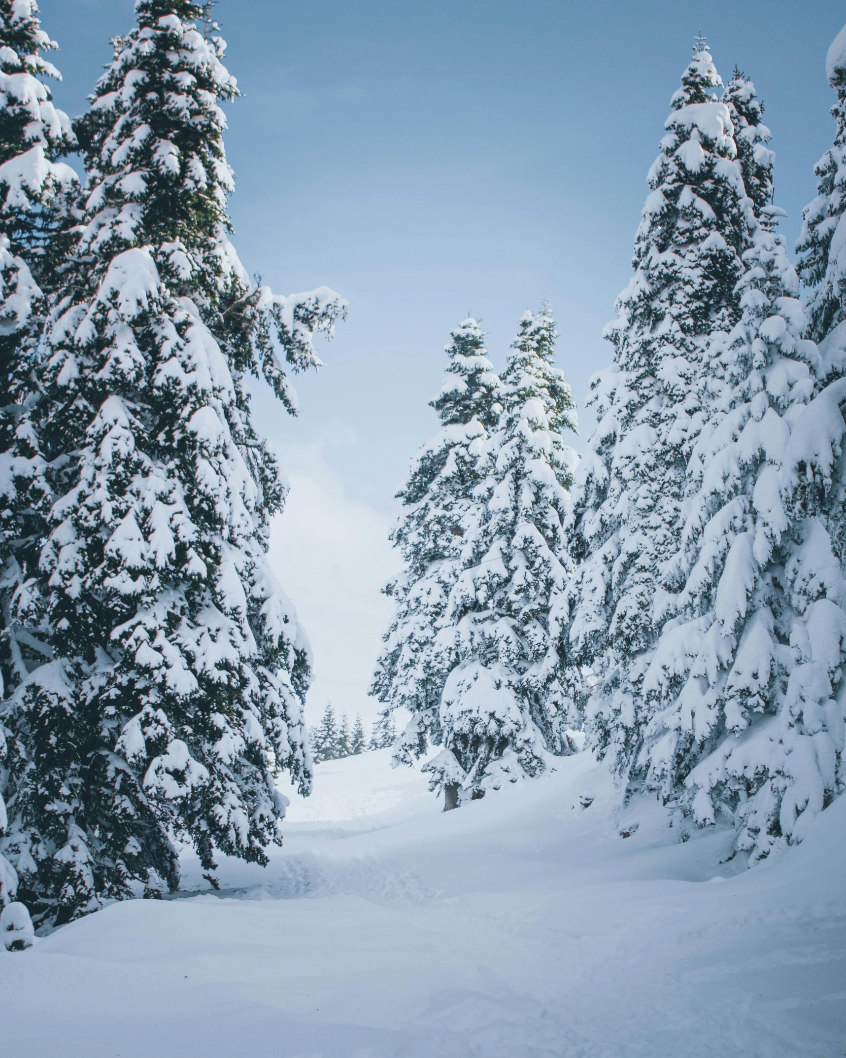 a man riding a snowboard down a snow covered slope, pexels contest winner, big trees, thumbnail, fir trees, cozy