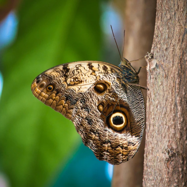 a close up of a butterfly on a tree, pexels contest winner, eyeball growing form tree branch, brown, doing an elegant pose, eye - level medium - angle shot