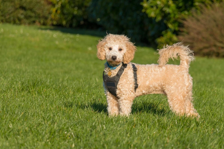 a small dog standing on top of a lush green field, at a park, profile image, harnesses, conor walton