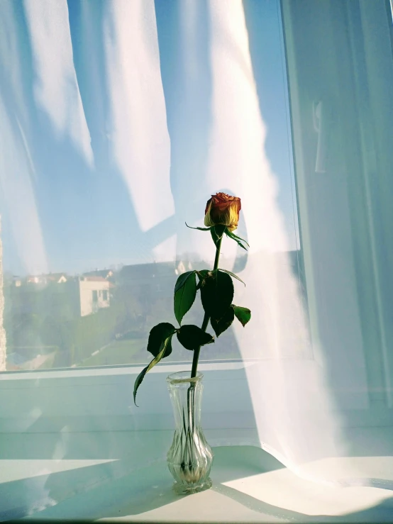 a single rose sitting in a vase on a window sill, an album cover, inspired by Elsa Bleda, y2k aesthetic, trending on vsco, rinko kawauchi, bright and sunny day