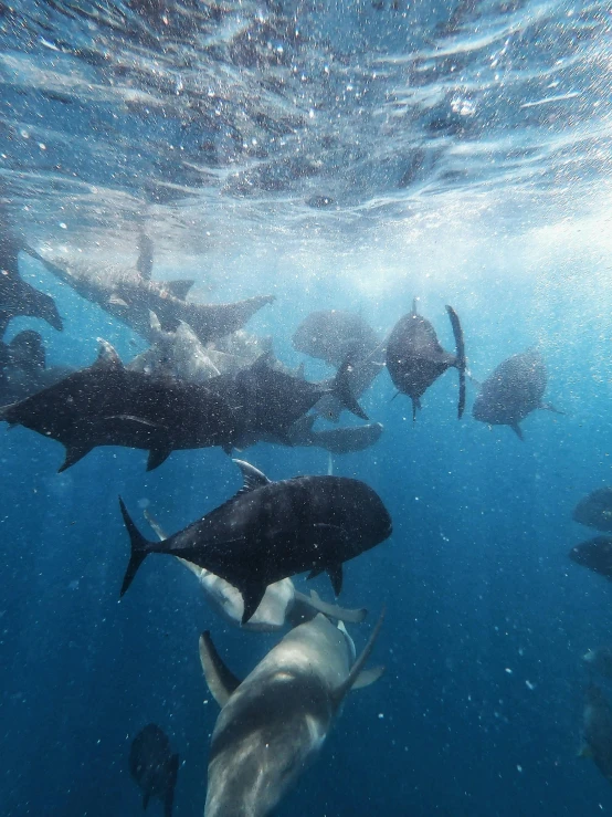 a large group of fish swimming in the ocean, at the bottom of the ocean