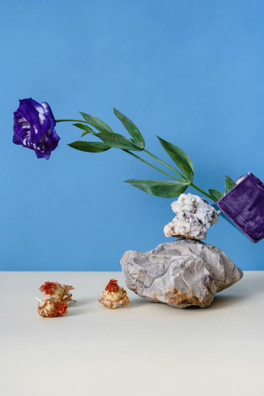 a purple flower sitting on top of a pile of rocks, a still life, inspired by Yves Klein, corals are gemstones, ignant, rick dai, while marble