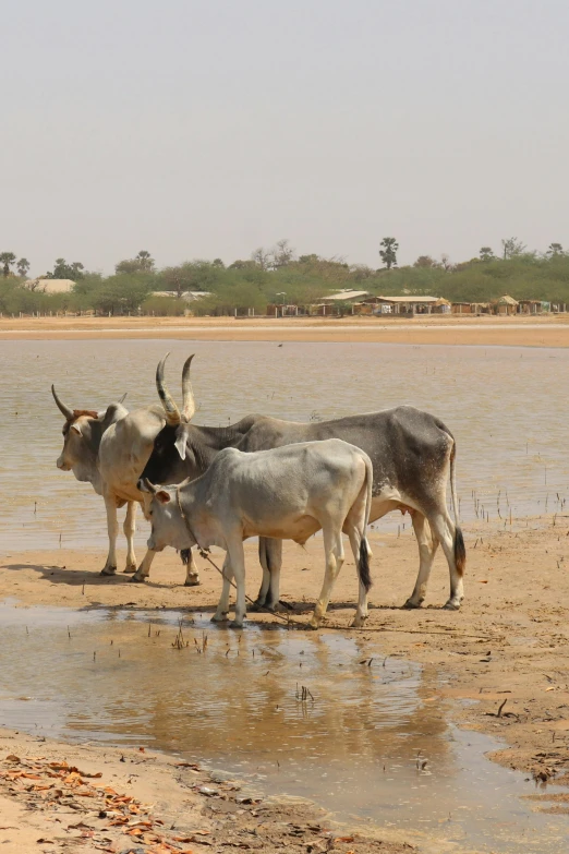 a herd of cattle standing on top of a sandy beach, dau-al-set, in an african river, slide show, no crop, tuareg