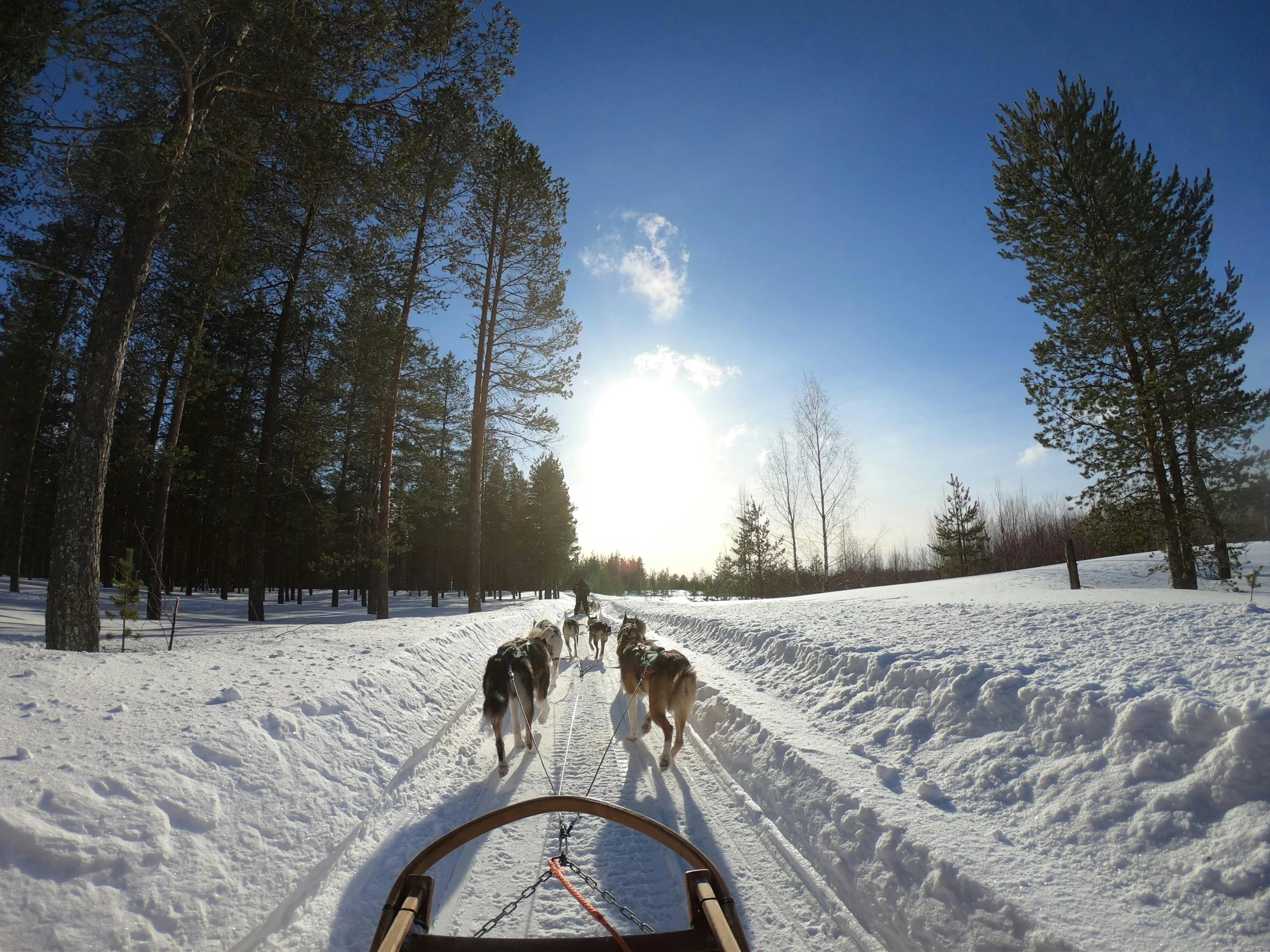 a group of dogs pulling a sled down a snow covered road, by Veikko Törmänen, pexels contest winner, hurufiyya, blue sky, snow on trees and ground, helmet view, thumbnail