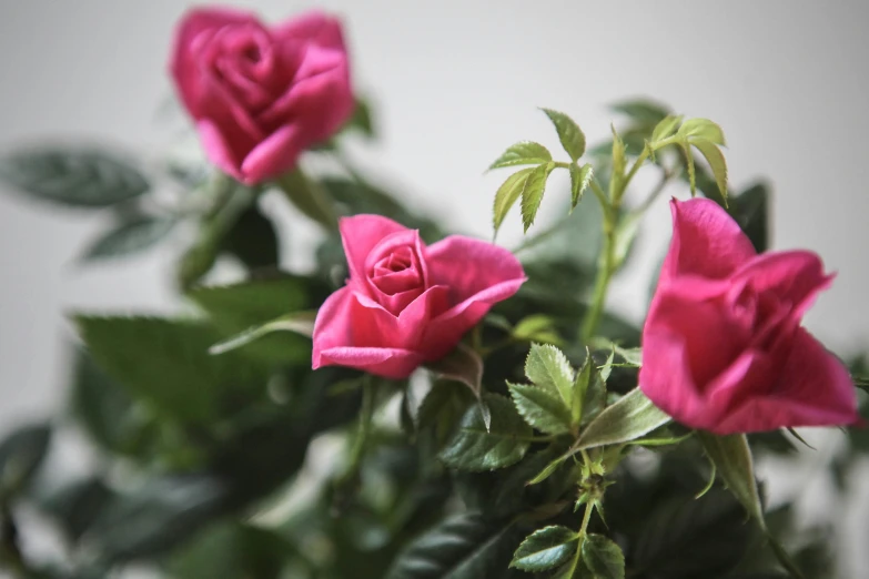 a close up of some pink roses in a vase, botanic foliage, shot on sony a 7, potted plants, on grey background