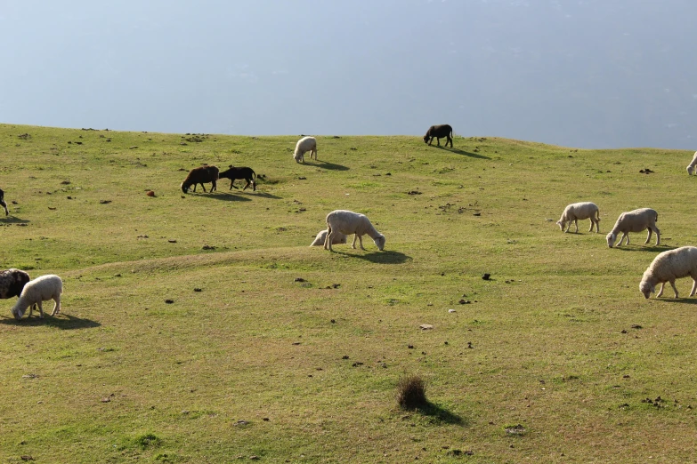 a herd of sheep grazing on a lush green hillside, pexels contest winner, les nabis, uttarakhand, eating, fjords, on ground