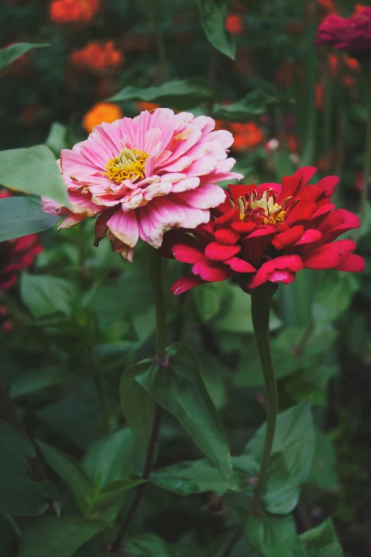 two pink and red flowers in a garden, a colorized photo, unsplash, high angle shot, tall thin, multicolored, no cropping