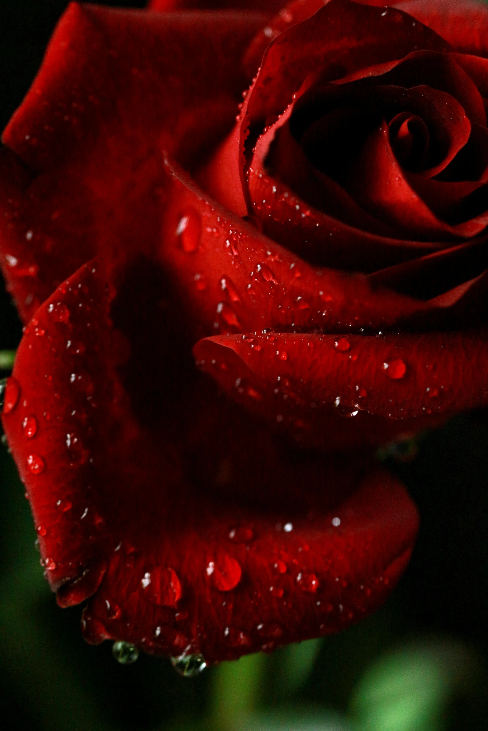 a close up of a red rose with water droplets, an album cover, by Reuben Tam, paul barson, in crimson red, closeup - view