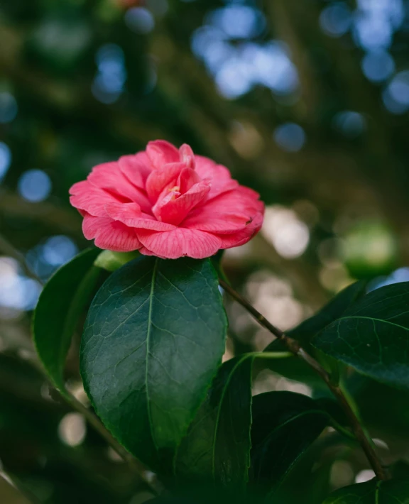 a pink flower sitting on top of a green leaf, unsplash, on a branch, instagram photo, slightly red, no cropping