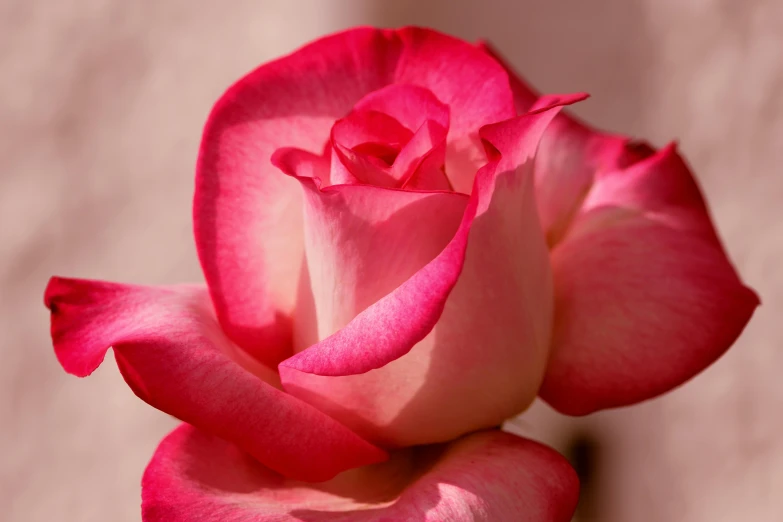 a close up of a pink and white rose, pexels contest winner, photorealism, paul barson, crimson, strong sunlight, islamic