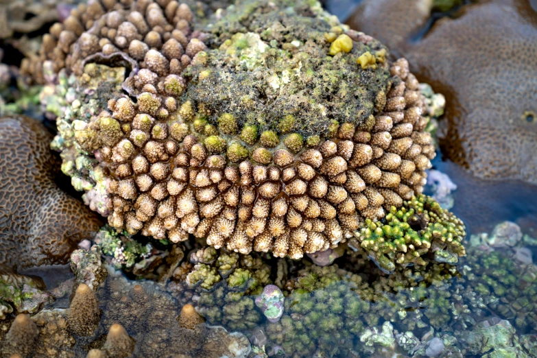 a close up of a coral in a body of water, precisionism, covered in coral and barnacles, cone shaped, algae feet, 🦩🪐🐞👩🏻🦳
