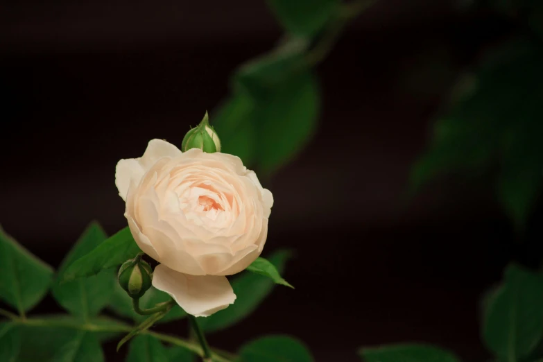 a white rose with green leaves on a dark background, unsplash, slide show, in shades of peach, alex heywood, medium format. soft light