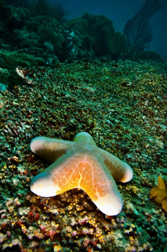 a starfish that is laying on the ground, by Emanuel Witz, slide show, bubbly underwater scenery, explore, bay