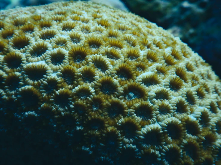 a close up of a coral on a reef, standing under the sea, slightly tanned, shot onfilm, 🦩🪐🐞👩🏻🦳