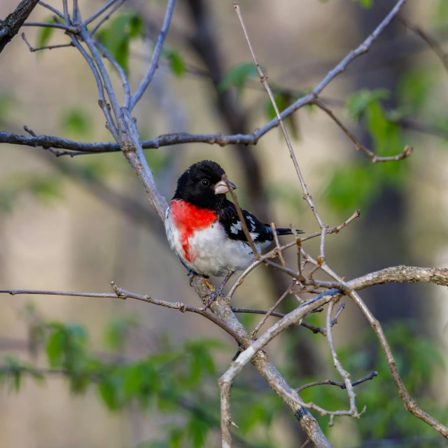 a small bird sitting on top of a tree branch, red white and black, red skinned, guide, seen from afar