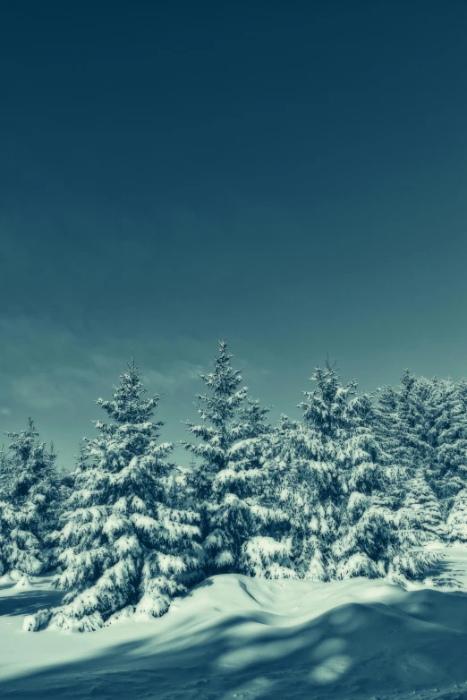 a group of trees that are standing in the snow, an album cover, by Adam Marczyński, trending on unsplash, blue, evergreen, vintage style, super wide