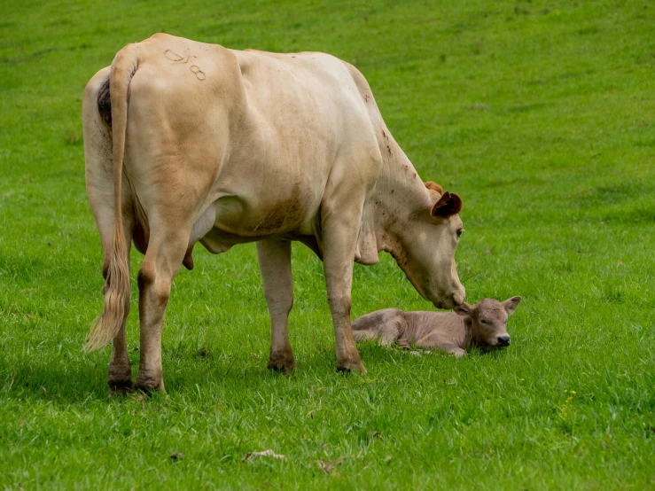 a cow standing on top of a lush green field, motherly, laying down in the grass, milk, 2 animals