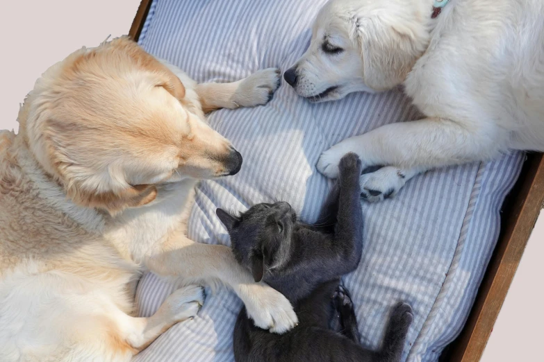 two dogs and a cat laying on a bed, in a sun lounger, grey, reaching out to each other, close up shot from the top